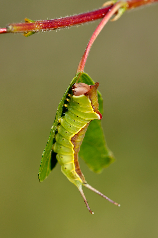 Piccolo bruco : Furcula bifida